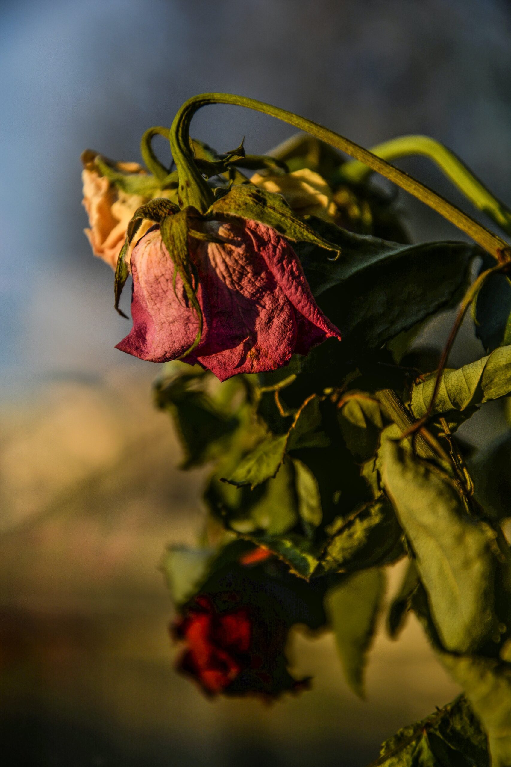 wilted roses