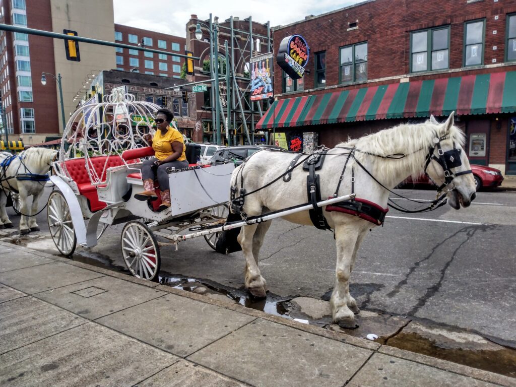 horse carriage ride