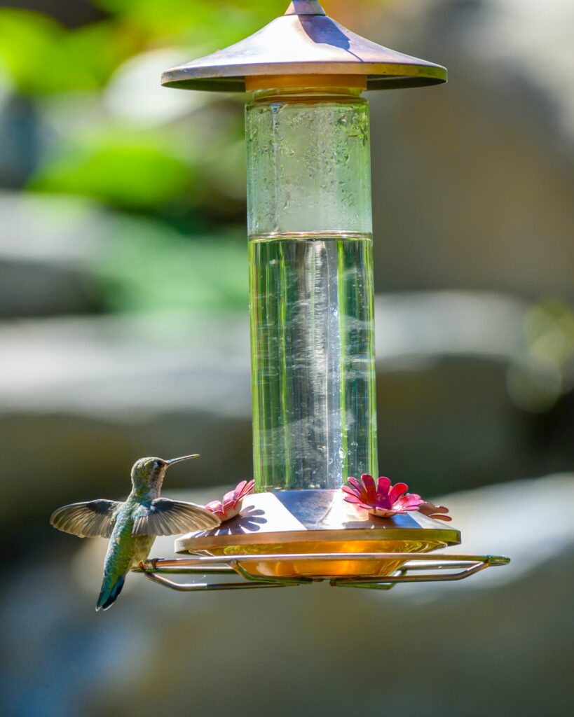 hummingbird at feeder