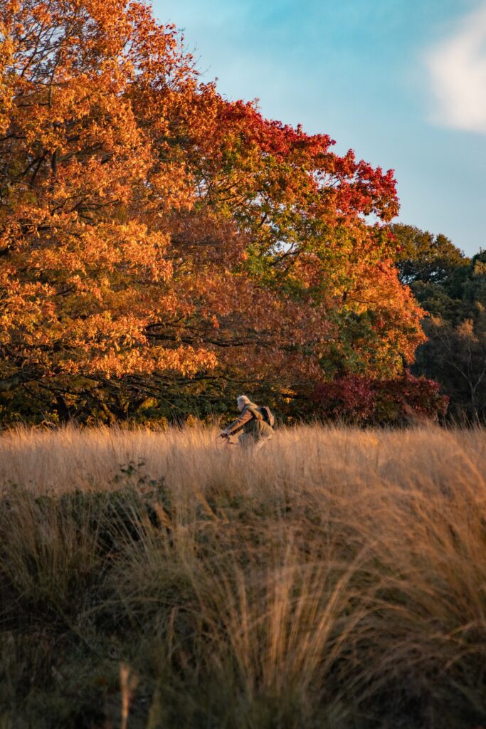 colorful fall leaves and dreams