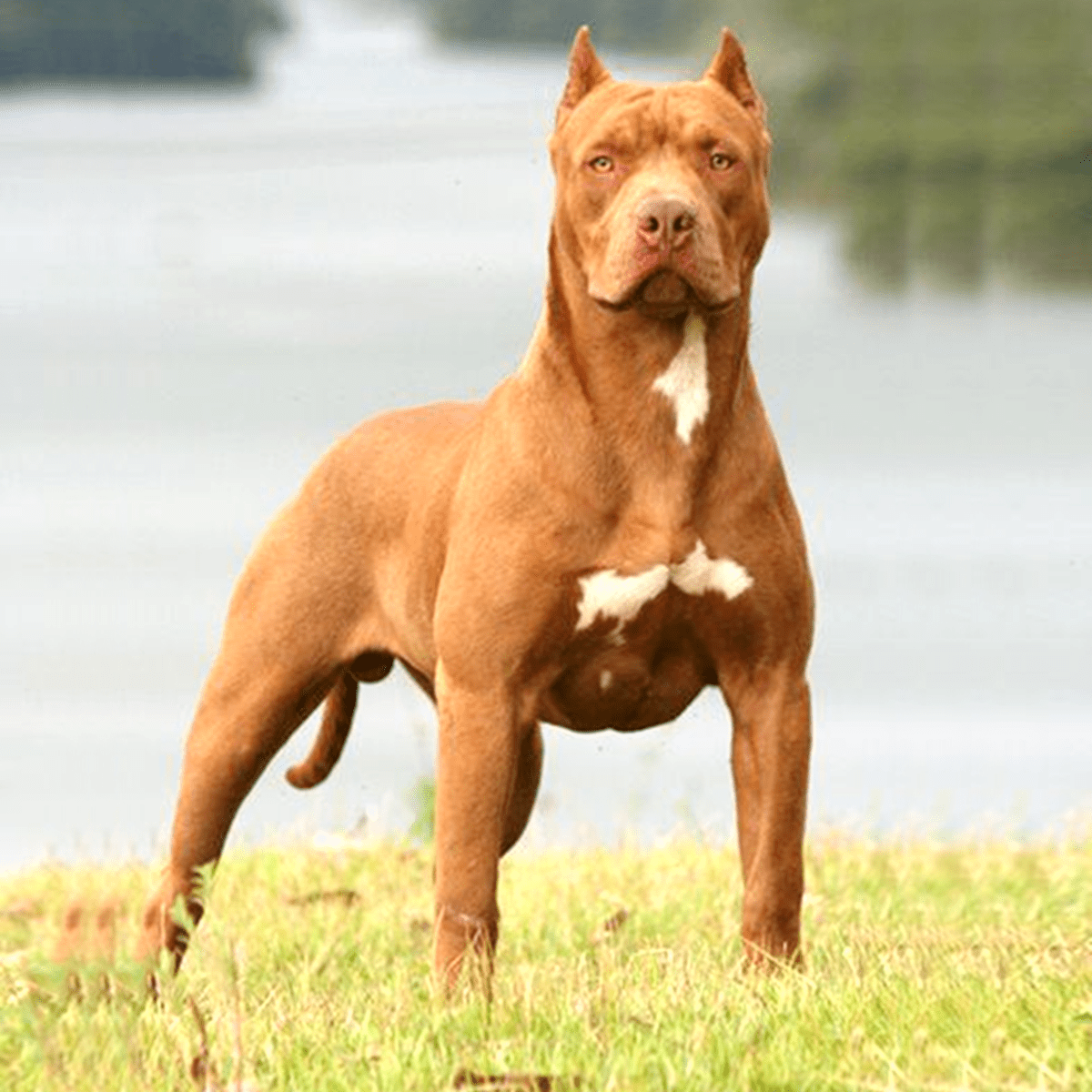 Beyond The Hype: Understanding The Truth About Pit Bulls