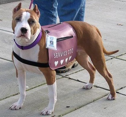 Service Pitbull Dog