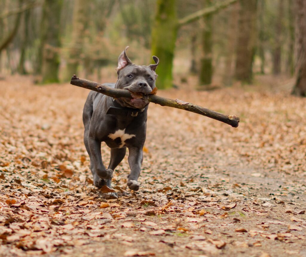 Playful Pitbull dog