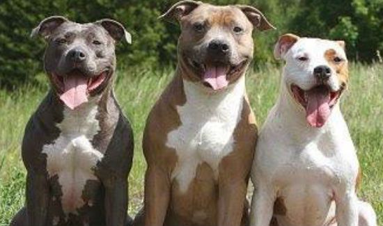 3 pitbulls