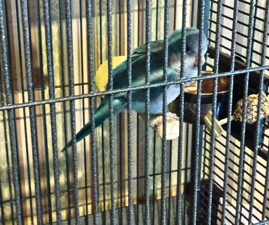 Boardwalk Plaza Hotel parrot named Moose