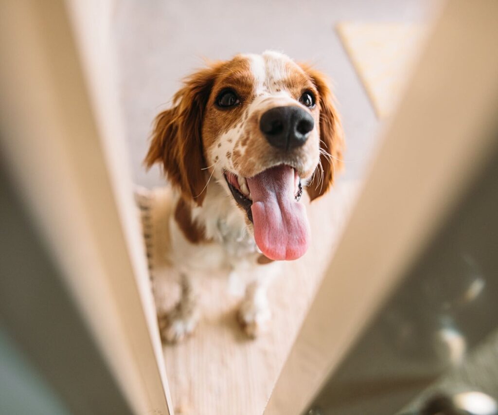 eliminate pet distractions when working from home