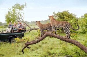 African safari 