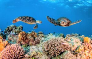 Great Barrier Reef in Australia