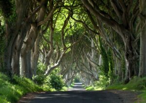 The Dark Hedges In Belfast, Ireland